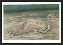 1933-1945 'Flatfish', Propaganda Postcard, Third Reich Nazi Germany